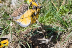 150912_Schmiechen_Schleppertreffen_018